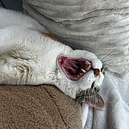 Sera a rejoint le concours — aidez-le/la à gagner de superbes lots ! cat, yawning, white_cat, tabby, pet, feline, sleeping, cozy, blanket, soft, fur, whiskers, mouth_open, teeth, tongue, indoor, resting, closeup, cute, relaxed