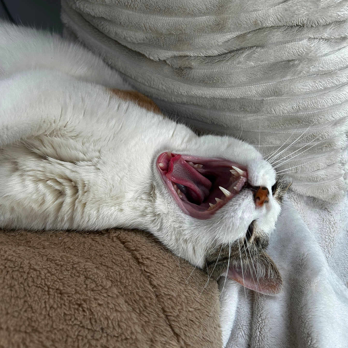 Sera a rejoint le concours — aidez-le/la à gagner de superbes lots ! blanket, cat, closeup, cozy, cute, feline, fur, indoor, mouth_open, pet, relaxed, resting, sleeping, soft, tabby, teeth, tongue, whiskers, white_cat, yawning