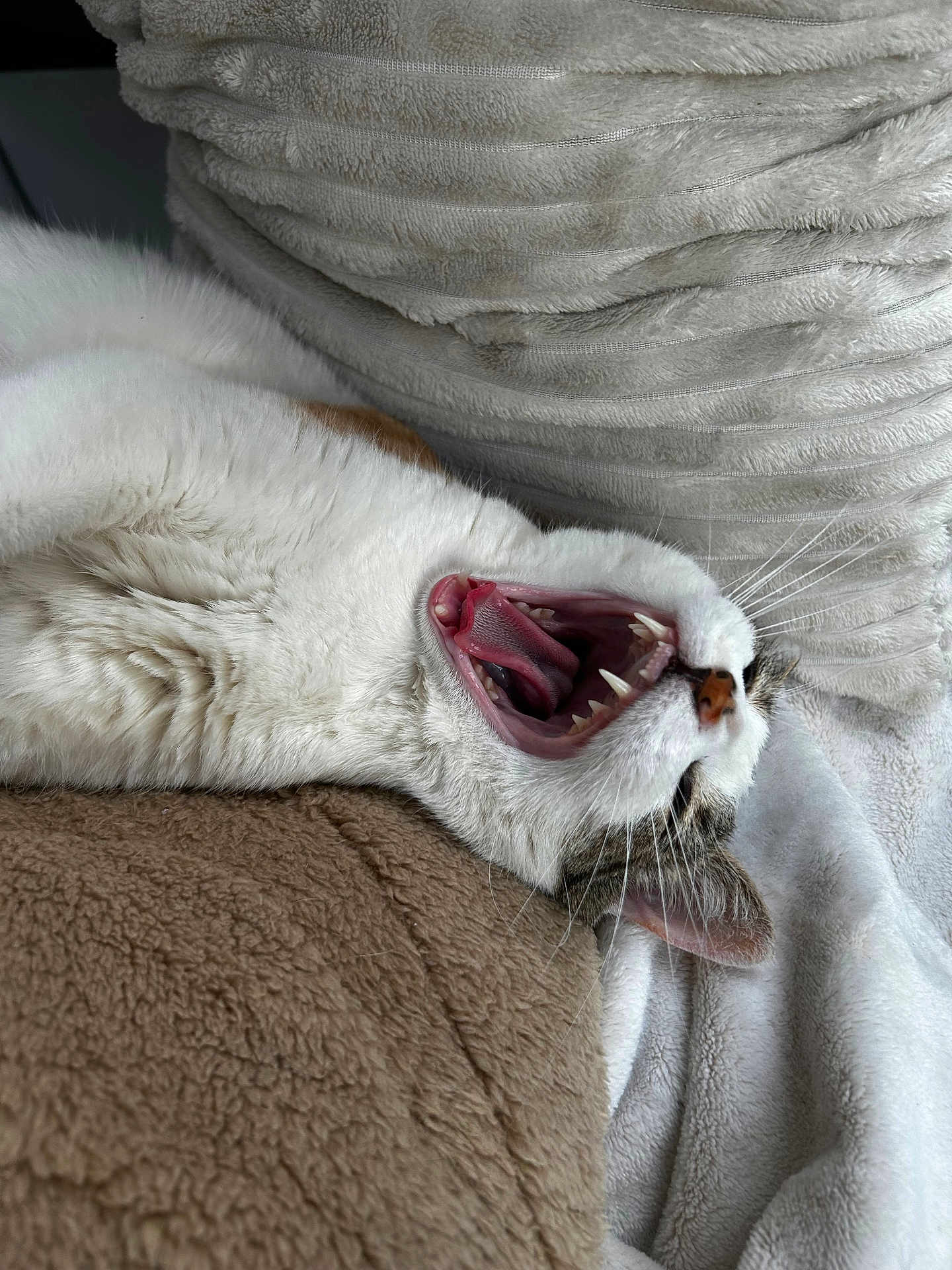 Sera a rejoint le concours — aidez-le/la à gagner de superbes lots ! cat, yawning, white_cat, tabby, pet, feline, sleeping, cozy, blanket, soft, fur, whiskers, mouth_open, teeth, tongue, indoor, resting, closeup, cute, relaxed