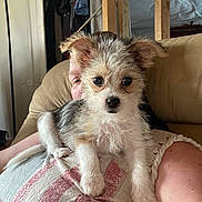 Cody is registered to the contest to win money with this photo: casual, clothing, cute, dog, ears, eyes, face, fur, home, human, indoor, person, pet, portrait, puppy, relaxing, resting, sitting, small_dog, sofa