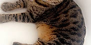 Kizzy is registered to the contest to win money with this photo: animal, cat, closeup, collar, cute, domestic_cat, feline, fur, green_eyes, heart_tag, indoor, looking_up, lying_down, paws, pet, relaxed, striped, tabby, tail, whiskers