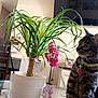 Kizzy joined the competition — help win amazing prizes! cat, collar, curious, decor, domestic_animal, flower, furniture, glass_table, green_plant, heart_tag, houseplant, indoor, living_room, pet, pink_flower, potted_plant, reflection, tabby_cat, television, wooden_chair