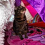 Kizzy joined the competition — help win amazing prizes! animal, blanket, cat, closeup, comfort, cozy, curious, cute, domestic_cat, fur, household, indoor, pet, pink, playful, purple, sitting, tabby, tent, whiskers
