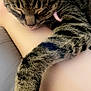 animal, arm, cat, closeup, collar, comfort, cute, domestic_animal, feline, fur, indoor, paw, person, pet, relaxation, resting, skin, sleeping, tabby, whiskers