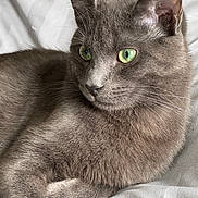 Zeus participe au concours pour gagner de l'argent avec cette photo : cat, gray_cat, green_eyes, feline, pet, animal, close_up, portrait, fur, whiskers, ears, nose, lying_down, lounging, bedding, blanket, indoors, soft_lighting, relaxed, photography