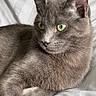 cat, gray_cat, green_eyes, feline, pet, animal, close_up, portrait, fur, whiskers, ears, nose, lying_down, lounging, bedding, blanket, indoors, soft_lighting, relaxed, photography