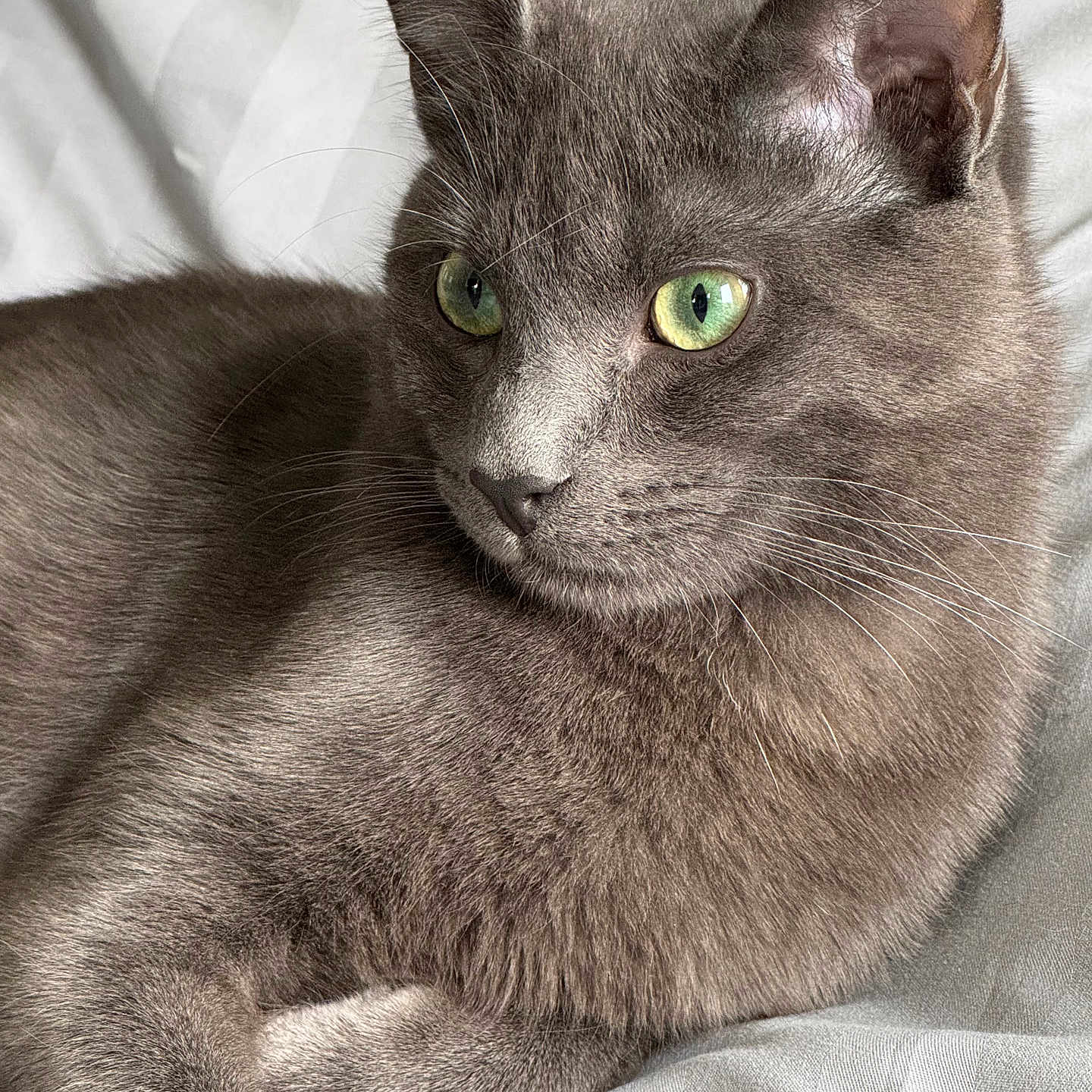 Zeus