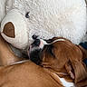 Tokyo a rejoint le concours — aidez-le/la à gagner de superbes lots ! puppy, dog, sleeping, brown, close_up, cuddle, stuffed_animal, teddy_bear, soft, fur, pet, cute, animal, resting, indoors, cozy, snuggle, young_dog, sleep, companion