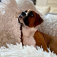 Tokyo participe au concours pour gagner de l'argent avec cette photo : animal, brown, canine, comfort, couch, cozy, cute, dog, fluffy_blanket, fur, home, indoor, looking_up, pet, portrait, puppy, relaxed, soft_texture, white, young_dog