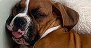 Tokyo a rejoint le concours — aidez-le/la à gagner de superbes lots ! animal, bed, brown, canine, close_up, cozy, cute, dog, ears, fur, indoors, nostrils, pet, pillow, relaxed, resting, sleeping, snout, tongue_out, white