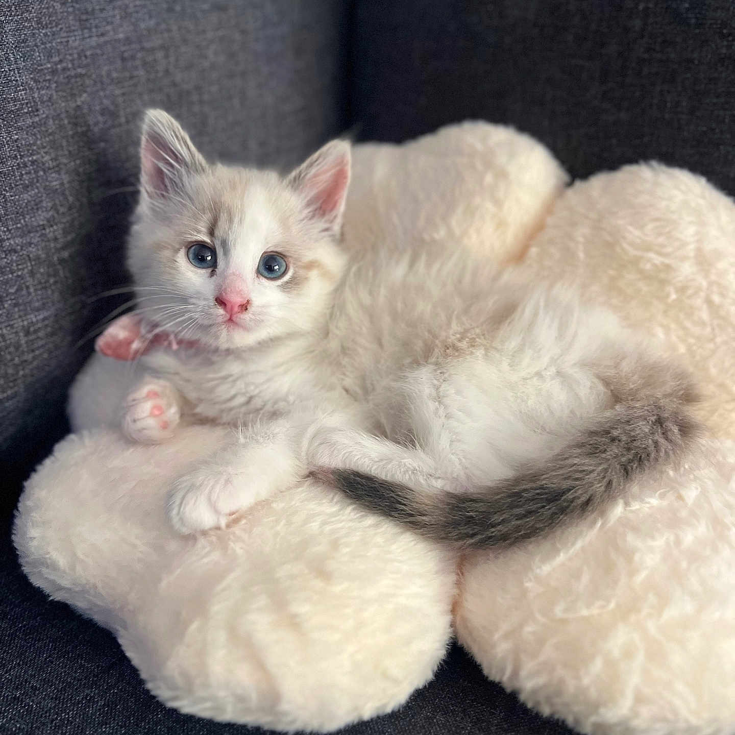Miffy is registered to the contest to win money with this photo: kitten, cat, blue_eyes, fluffy, plush_toy, teddy_bear, cushion, soft_texture, indoor, pet, cute, resting, closeup, animal, feline, domestic_cat, young, white_fur, gray_tail, curious