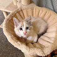 Miffy joined the competition — help win amazing prizes! kitten, cat, pet, animal, feline, blue_eyes, fluffy, resting, indoors, hammock, cozy, plush, curious, cute, soft, carpet, curtain, collar, whiskers, ears