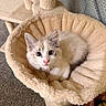 kitten, cat, pet, animal, feline, blue_eyes, fluffy, resting, indoors, hammock, cozy, plush, curious, cute, soft, carpet, curtain, collar, whiskers, ears