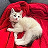 Miffy is registered to the contest to win money with this photo: kitten, cat, pet, animal, fluffy, white, blue_eyes, collar, cute, resting, red_blanket, indoor, cozy, soft, young, small, fur, relaxed, adorable, domestic_cat