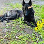 dog, black_dog, animal, outdoor, grass, flowers, yellow_flowers, purple_flowers, nature, pet, lying_down, canine, quiet, relaxed, greenery, summer, sunlight, ground, plant, wildflowers