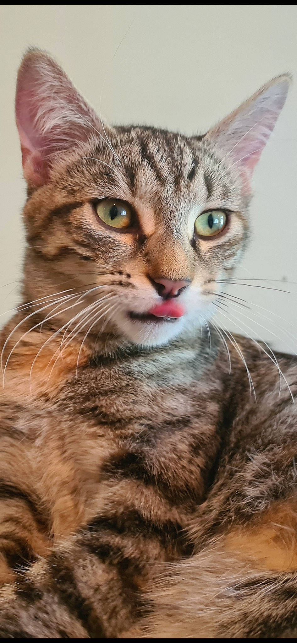 Maya a rejoint le concours — aidez-le/la à gagner de superbes lots ! carnivore, cat, claw, close_up, domestic_short_haired_cat, felidae, fur, small_to_medium_sized_cats, snout, terrestrial_animal, tree, whiskers, wildlife