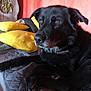 animal, bed, black_dog, calm, closeup, collar, companion, dog, domestic, fur, furniture, indoor, looking_away, pet, pillow, quilted_bedspread, red_wall, relaxed, resting, yellow_pillow