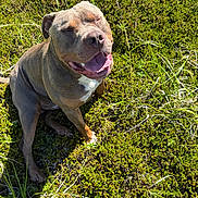 Zeus Kingsley Futi is registered to the contest to win money with this photo: animal, canine, closeup, daylight, dog, ears, eyes_closed, grass, greenery, happy, muzzle, nature, outdoor, pet, playful, sitting, smiling, summer, sunlight, tongue_out