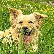 Kira participe au concours pour gagner de l'argent avec cette photo : animal, canine, close_up, dog, ears_up, field, golden_dog, grass, greenery, happy, meadow, nature, outdoor, pet, playful, summer, sunny, tongue_out, wildflowers, yellow_flowers