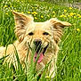 animal, canine, close_up, dog, ears_up, field, golden_dog, grass, greenery, happy, meadow, nature, outdoor, pet, playful, summer, sunny, tongue_out, wildflowers, yellow_flowers
