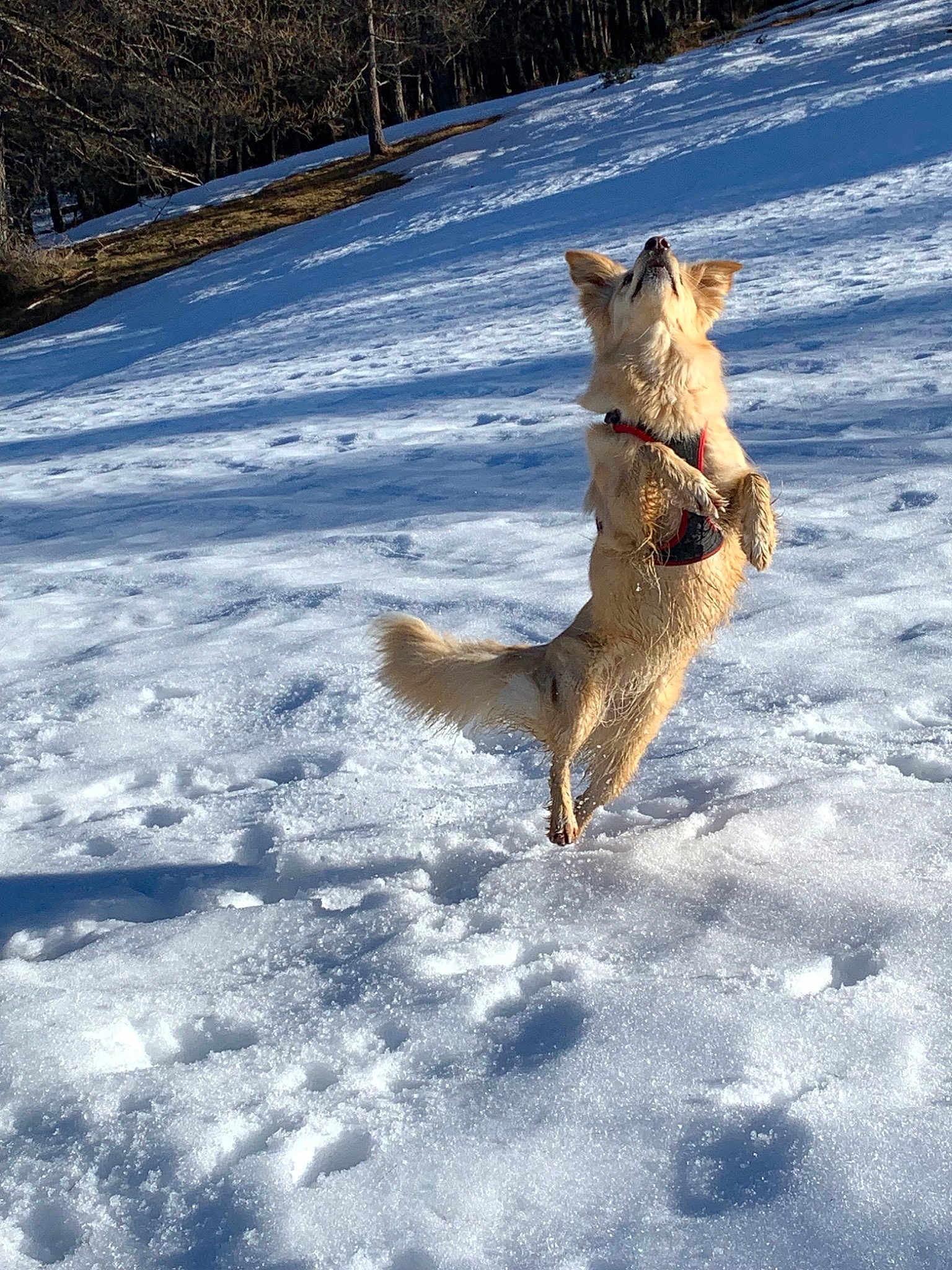 Kira