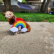 Cherokee joined the competition — help win amazing prizes! animal, backyard, brown_dog, concrete, costume, cute, daytime, dog, fence, funny, grass, hammock, outdoor, pet, playful, rainbow, resting, small_dog, summer, tree