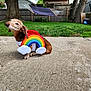 animal, backyard, brown_dog, concrete, costume, cute, daytime, dog, fence, funny, grass, hammock, outdoor, pet, playful, rainbow, resting, small_dog, summer, tree