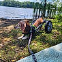 Cherokee is registered to the contest to win money with this photo: animal, canine, disability, dog, grass, greenery, harness, lake, leash, nature, outdoor, pet, quiet, relaxing, side_view, sunlight, trees, walking_aid, water, wheelchair
