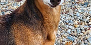 Cherokee joined the competition — help win amazing prizes! animal, brown, canine, close_up, companion, curious, cute, dachshund, dog, ears, fur, ground, mammal, nature, outdoor, pebbles, pet, portrait, small_dog, tan