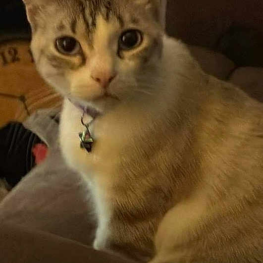 Liya joined the competition — help win amazing prizes! cat, indoor, living_room, feline, pet, collar, blue_eyes, curious, sitting, couch, furniture, domestic_animal, animal, whiskers, fur, face, ears, home, comfort, closeup