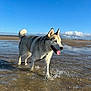 Guismo participe au concours pour gagner de l'argent avec cette photo : dog, husky, water, splashing, tongue_out, outdoor, sky, clouds, sunny, animal, pet, playful, fur, ears, nature, daytime, leash, shallow_water, beach, happy