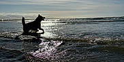 Guismo a rejoint le concours — aidez-le/la à gagner de superbes lots ! dog, silhouette, beach, water, waves, sun, sky, sunlight, outdoor, animal, nature, playful, motion, seaside, reflection, shallow_water, summer, vacation, joy, horizon