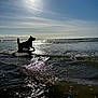 dog, silhouette, beach, water, waves, sun, sky, sunlight, outdoor, animal, nature, playful, motion, seaside, reflection, shallow_water, summer, vacation, joy, horizon