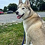 dog, husky, sitting, grass, leash, outdoor, park, trees, cloudy_sky, tongue_out, pet, canine, animal, furry, side_view, nature, smiling, ears_up, parking_lot, happy
