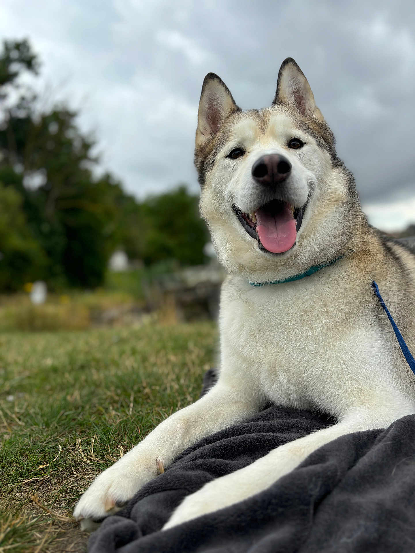 Guismo participe au concours pour gagner de l'argent avec cette photo : dog, husky, animal, pet, outdoor, grass, blanket, happy, tongue_out, ears_up, nature, canine, mammal, leash, collar, smiling, fur, portrait, lying_down, cloudy_sky