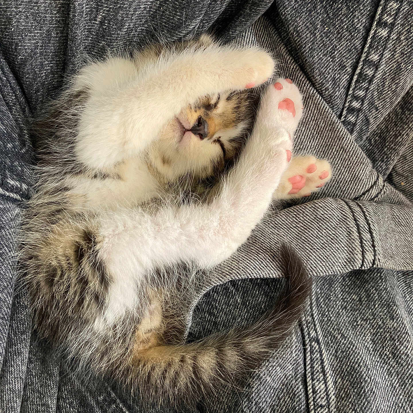 Sugus participe au concours pour gagner de l'argent avec cette photo : abyssinian, animal, armchair, blanket, cat, chair, clothing, couch, furniture, kitten, manx, pants, person, pet, siamese, sleeping