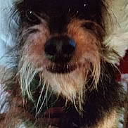 Shadow joined the competition — help win amazing prizes! affenpinscher, animal, canine, computer, computerhardware, desk, dog, electronics, furniture, hardware, laptop, monitor, pc, pet, puppy, screen, table, tabletcomputer, terrier, tv