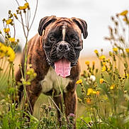 Titan participe au concours pour gagner de l'argent avec cette photo : dog, boxer, animal, pet, wildflowers, yellow_flowers, field, nature, outdoor, tongue_out, close_up, portrait, greenery, summer, sunlight, grass, cute, mammal, head, fur