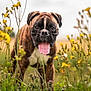 dog, boxer, animal, pet, wildflowers, yellow_flowers, field, nature, outdoor, tongue_out, close_up, portrait, greenery, summer, sunlight, grass, cute, mammal, head, fur