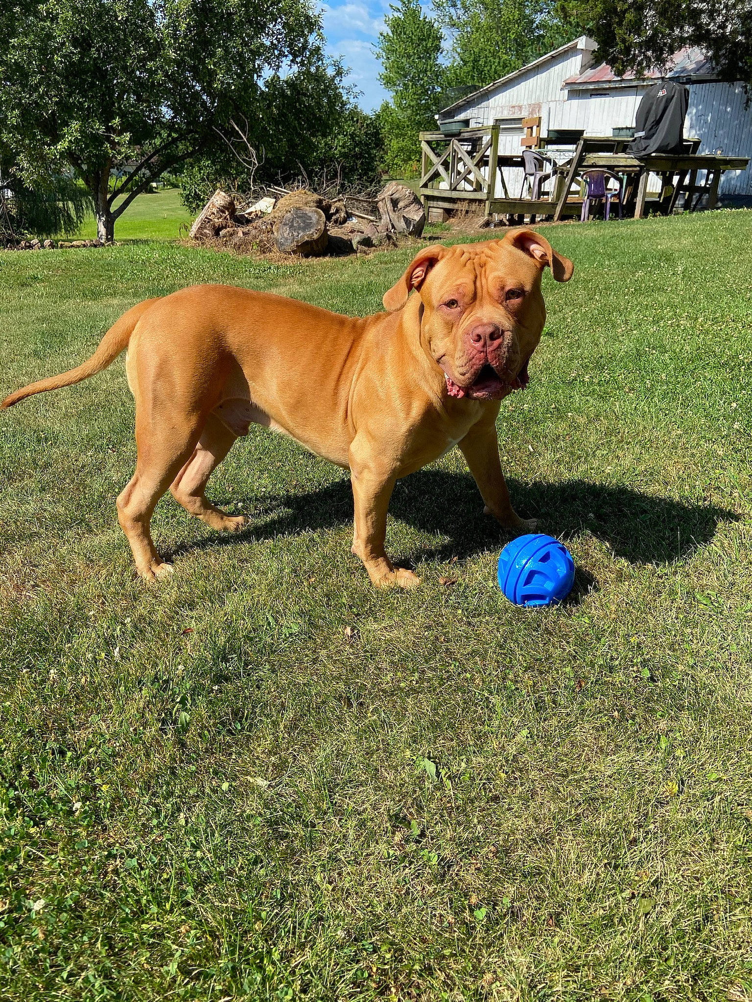 Simba joined the competition — help win amazing prizes! american_pit_bull_terrier, american_staffordshire_terrier, canidae, carnivore, companion_dog, dog, dog_breed, fawn, grass, mammal, molosser, non_sporting_group, perro_de_presa_mallorquin, pit_bull, rare_breed_dog, sporting_group, staffordshire_bull_terrier, tosa, vertebrate