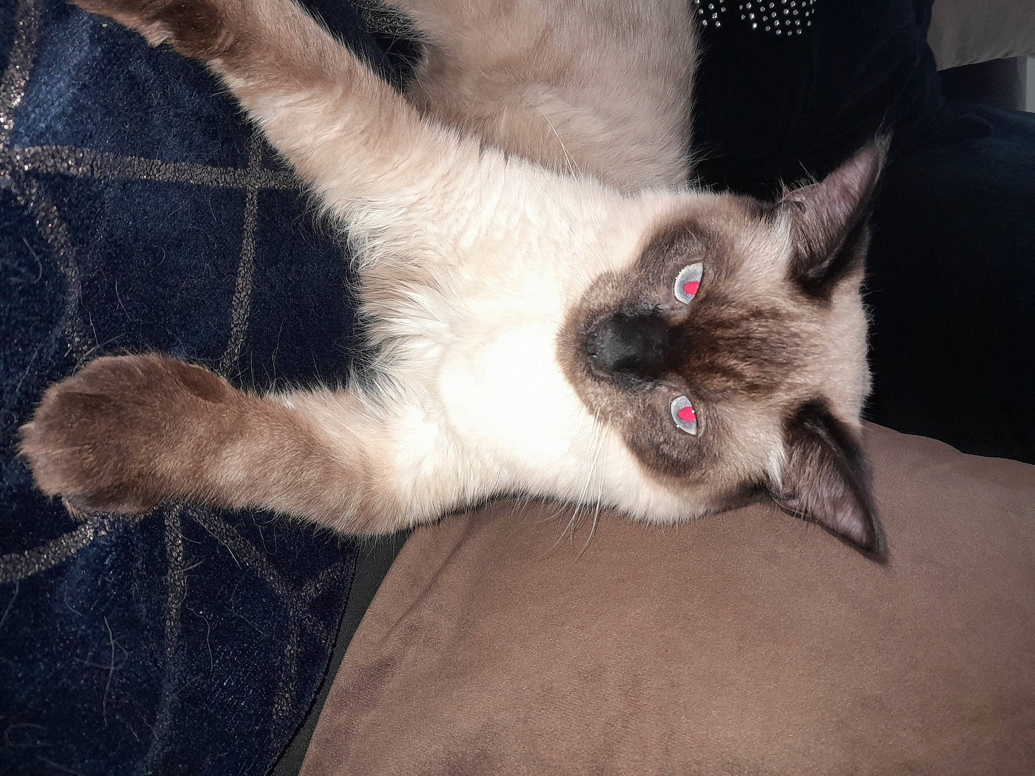 Mino a rejoint le concours — aidez-le/la à gagner de superbes lots ! balinese, carnivore, cat, claw, comfort, domestic_short_haired_cat, fang, fawn, felidae, foot, fur, nap, paw, siamese, small_to_medium_sized_cats, snout, tail, thai, whiskers