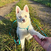 Heaven participe au concours pour gagner de l'argent avec cette photo : puppy, dog, white_fur, blue_eyes, grass, path, outdoor, sunlight, handshake, leash, human_hand, nature, cute, pet, animal, canine, playing, young, friendly, leash_harness
