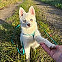 puppy, dog, white_fur, blue_eyes, grass, path, outdoor, sunlight, handshake, leash, human_hand, nature, cute, pet, animal, canine, playing, young, friendly, leash_harness