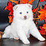 puppy, dog, white_fur, blue_eyes, autumn, fall_leaves, orange_leaves, cute, fluffy, pet, animal, studio_shot, young_dog, close_up, indoor, adorable, sitting, portrait, nature_theme, seasonal