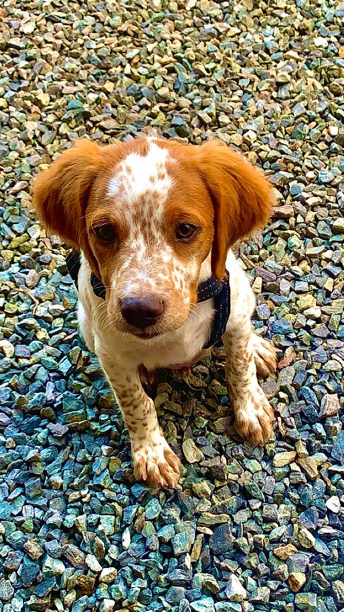 Vitchy a rejoint le concours — aidez-le/la à gagner de superbes lots ! puppy, dog, brown, white, speckled, fur, ears, sitting, looking_up, rocks, outdoor, pet, animal, young, cute, collar, alert, ground, nature, portrait