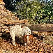 Vitchy a rejoint le concours — aidez-le/la à gagner de superbes lots ! animal, brown_and_white, canine, collar, daylight, dog, forest, greenery, ground, leaves, logs, nature, outdoor, pet, rustic, sniffing, sunlight, trees, wood, woodpile