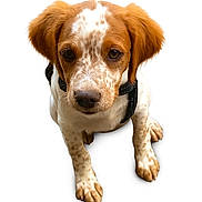 Vitchy a rejoint le concours — aidez-le/la à gagner de superbes lots ! puppy, dog, pet, animal, brown, white, speckled, cute, sitting, young, collar, fur, ears, nose, paws, isolated, studio, portrait, canine, adorable