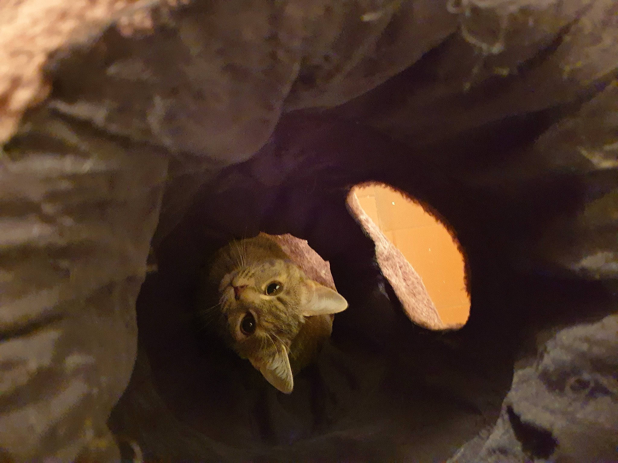 Sissi a rejoint le concours — aidez-le/la à gagner de superbes lots ! art, artifact, bat, darkness, erosion, formation, fossil, jaw, macro_photography, painting, petal, plant, rock, sculpture, soil, still_life, still_life_photography, visual_arts, wildlife, wood