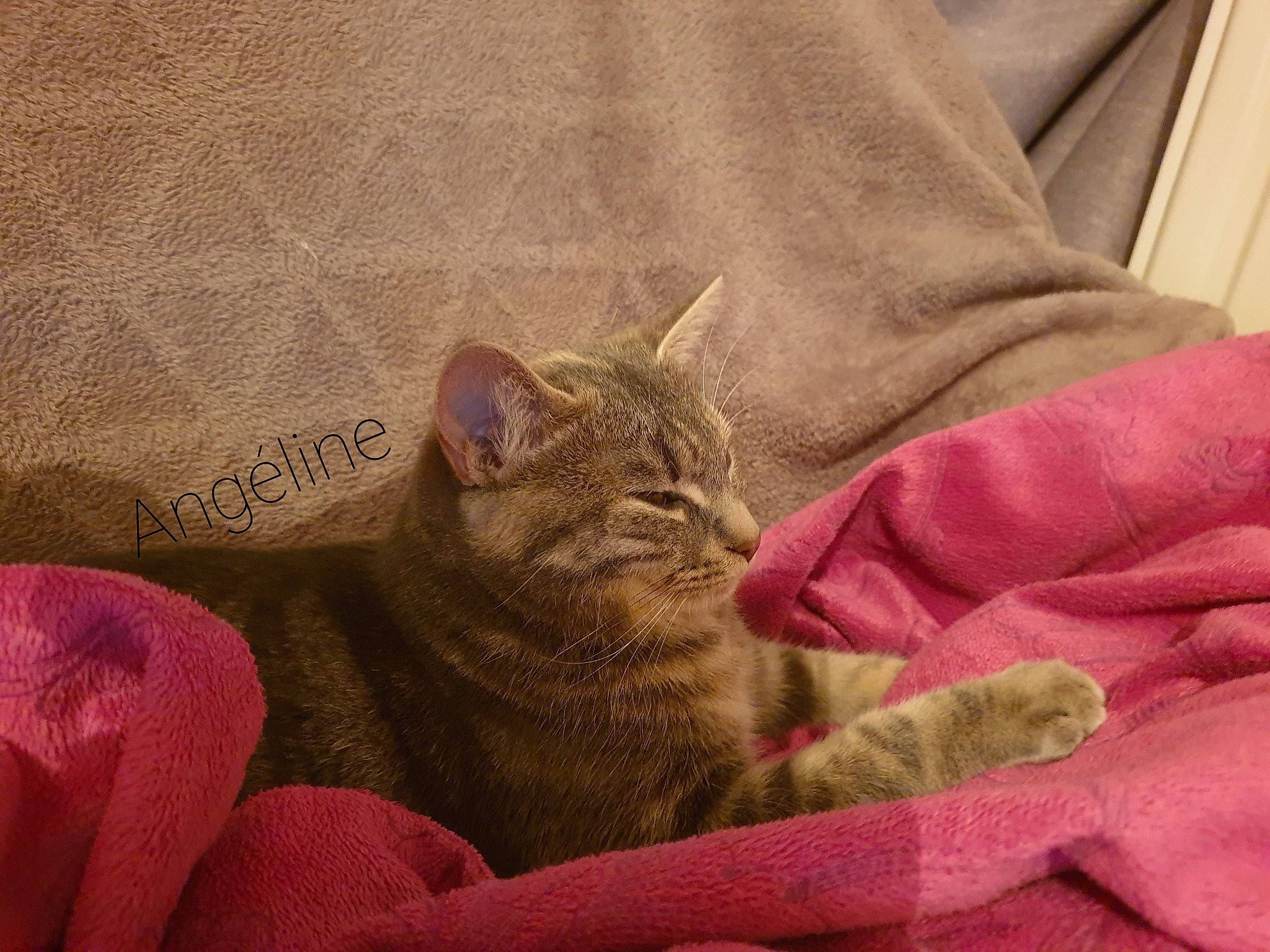 Sissi a rejoint le concours — aidez-le/la à gagner de superbes lots ! carnivore, cat, claw, comfort, domestic_short_haired_cat, fawn, felidae, fur, linens, magenta, nap, paw, sitting, sleep, small_to_medium_sized_cats, snout, tail, textile, thread, whiskers