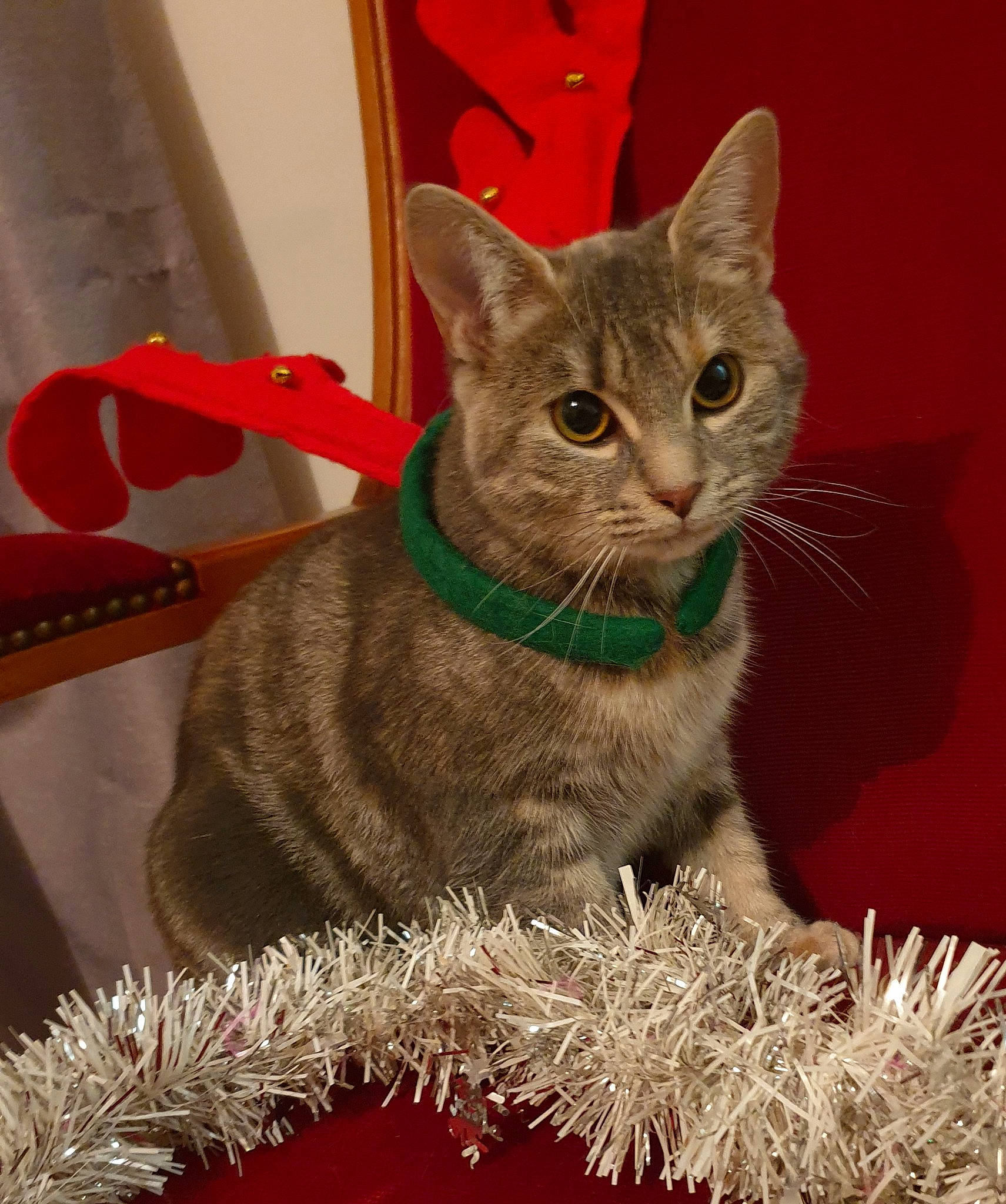 Sissi a rejoint le concours — aidez-le/la à gagner de superbes lots ! carnivore, cat, christmas_decoration, christmas_ornament, claw, costume_hat, domestic_short_haired_cat, event, fashion_accessory, fawn, felidae, fur, hat, holiday, holiday_ornament, photo_caption, small_to_medium_sized_cats, snout, tail, whiskers